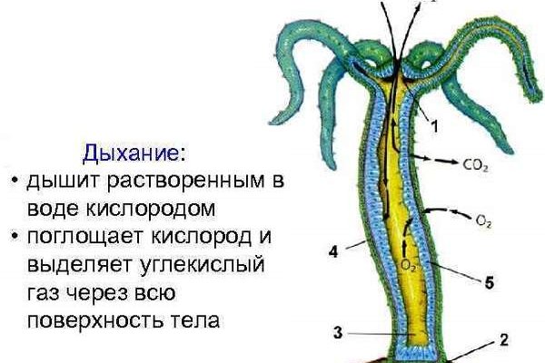 Вместо гидры