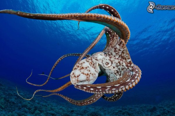 Kraken darkmarket